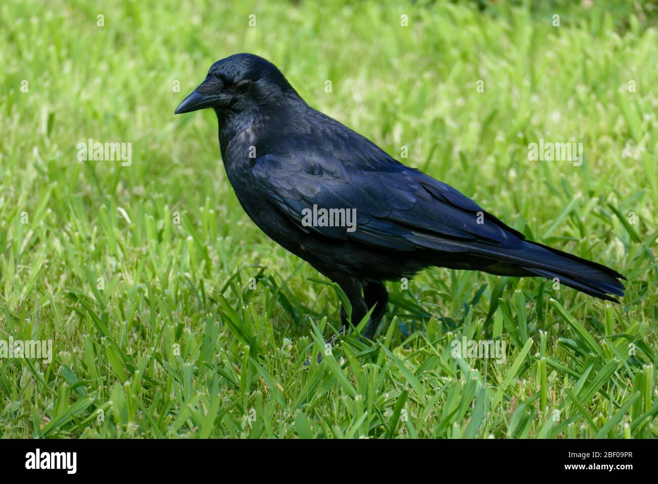 Schwarzer Rabe, Krähe stolziert im Gras Stock Photo - Alamy