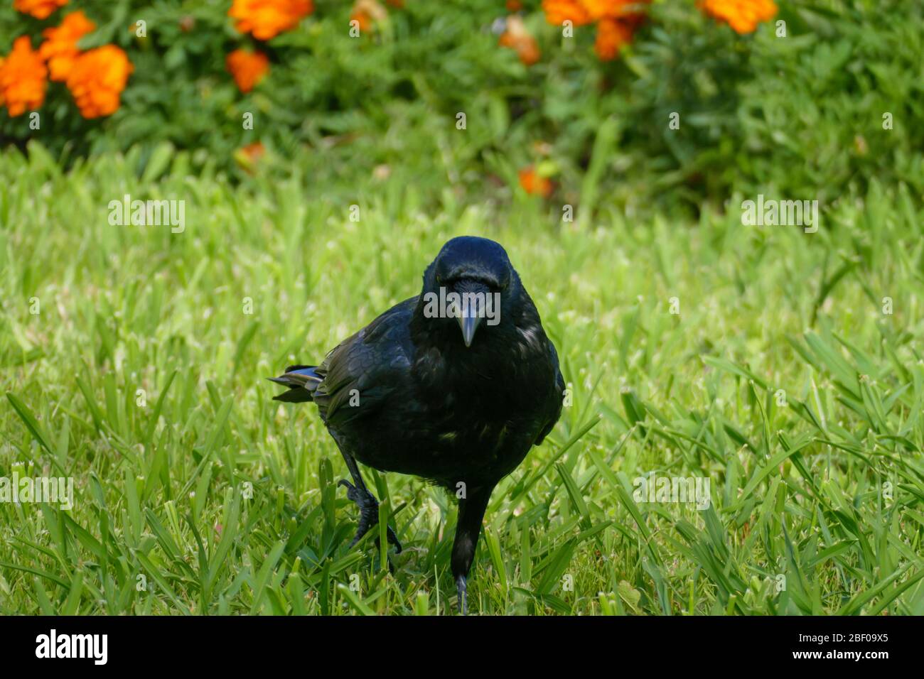 Schwarzer Rabe, Krähe stolziert im Gras Stock Photo