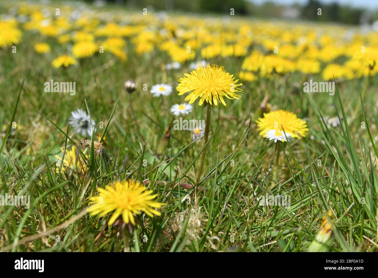 Dandelions Roadside flowers  Weeds Stock Photo