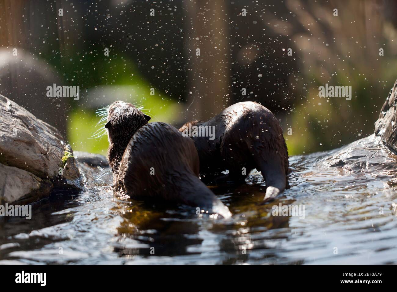 Two  Smooth Otters Playing, Wingham Wild Life Park,  Kent Stock Photo