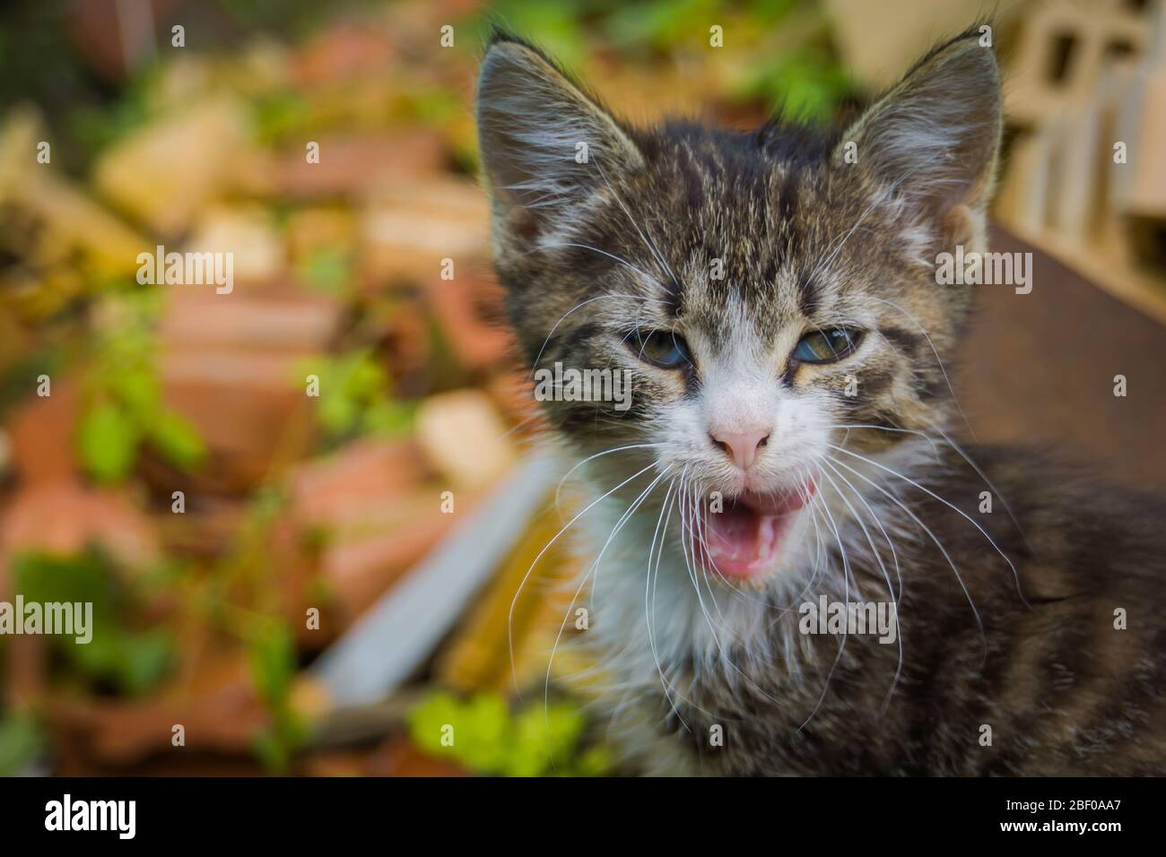 Cute grey tabby kitten in the summer garden Stock Photo - Alamy
