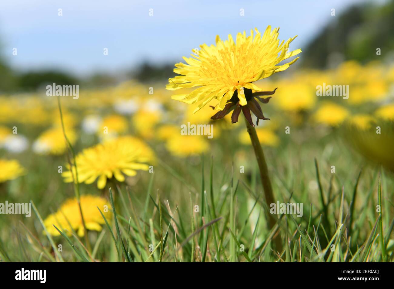 Dandelions Roadside flowers  Weeds Stock Photo