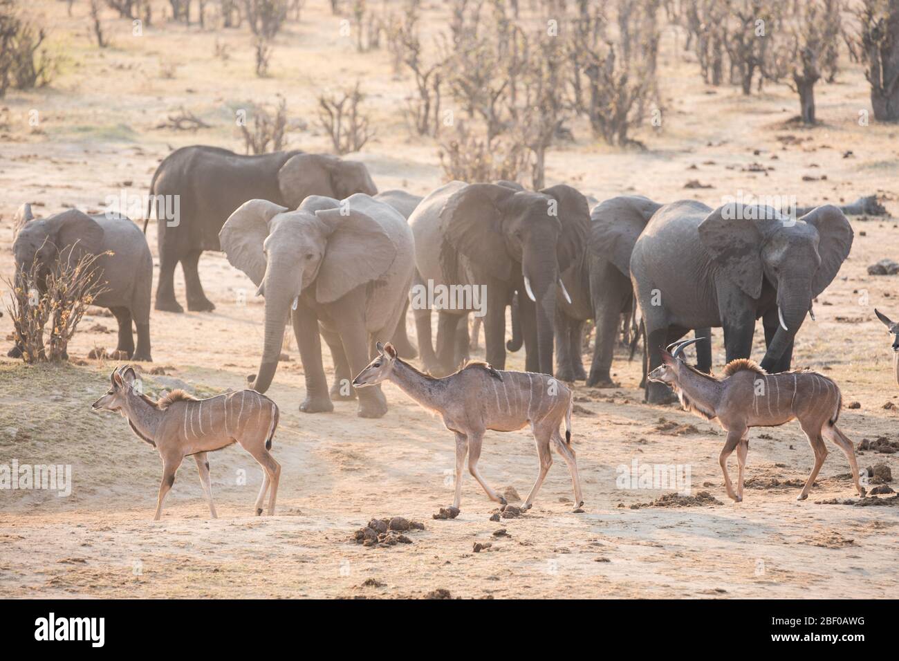 Safari in Hwange National Park, Matabeleland North, Zimbabwe Stock Photo