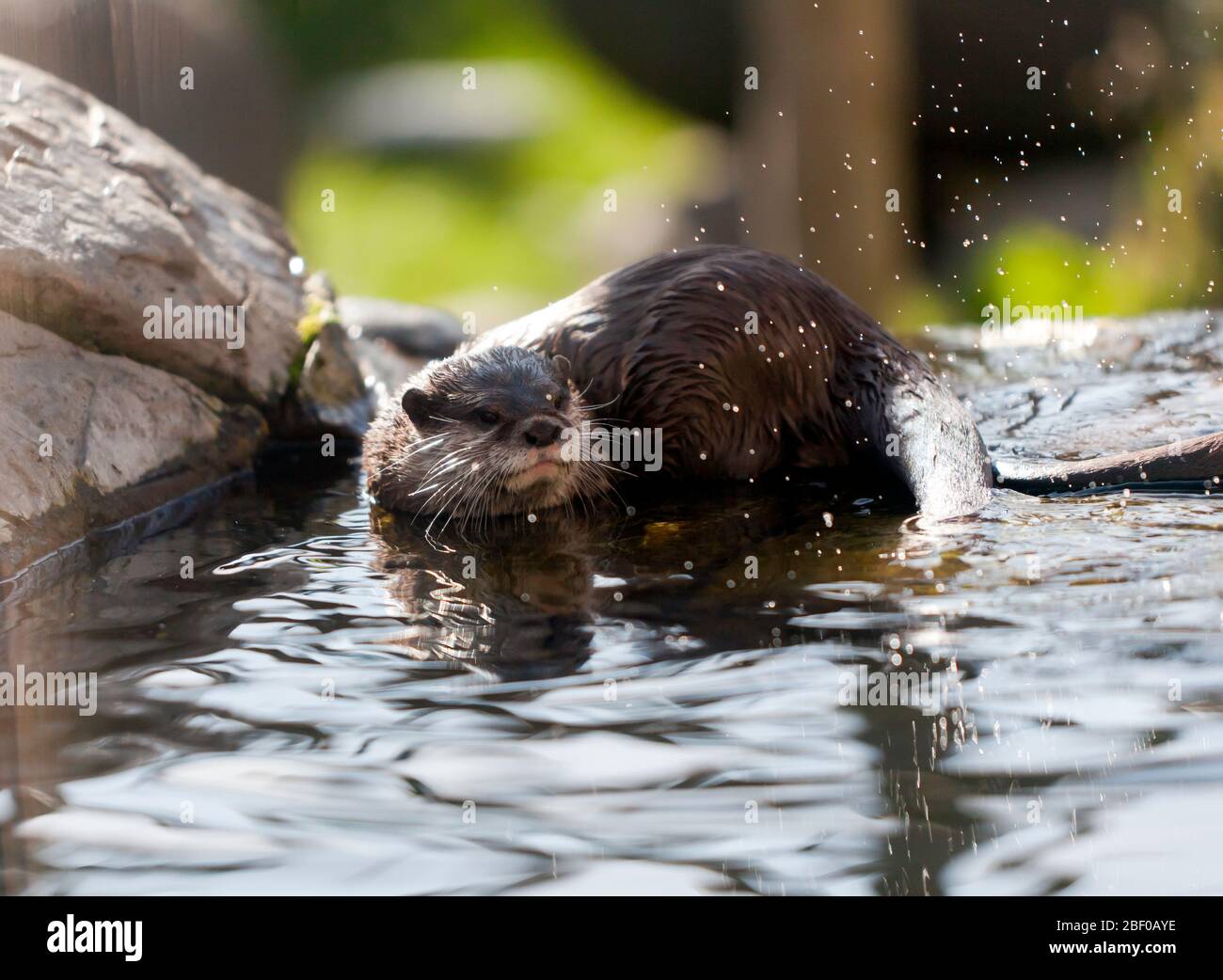 A Smooth Otter Playing, Wingham Wild Life Park,  Kent Stock Photo