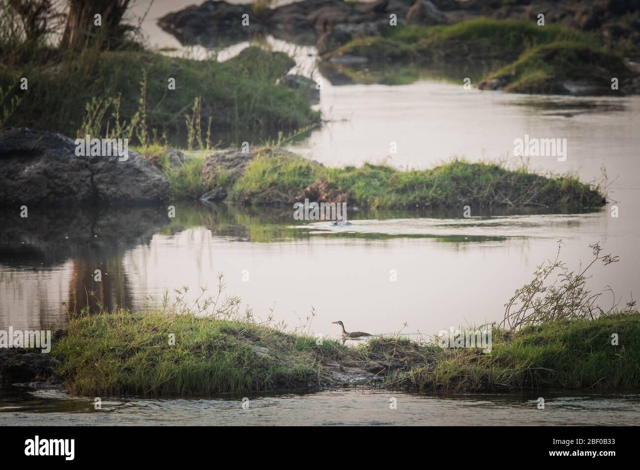 Zambezi National Park,  Zimbabwe offers camping on the banks of the Zambezi River with opportunities to see rare African finfoot, Podica senagalensis Stock Photo