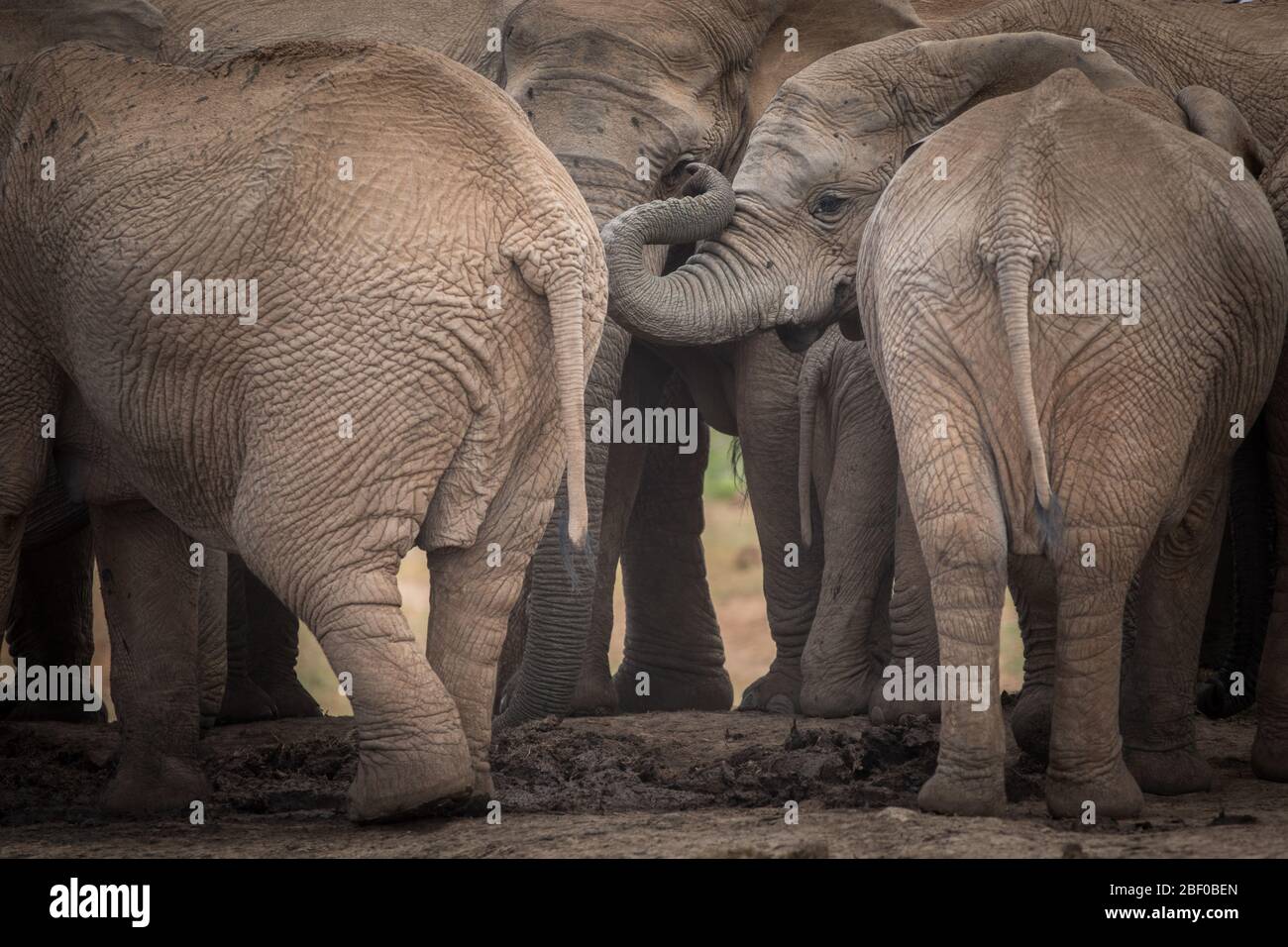 An African elephant family, Loxodonta africana, enjoys a  waterhole to drink and cool off in Addo Elephant National Park, Port Elizabeth, South Africa Stock Photo