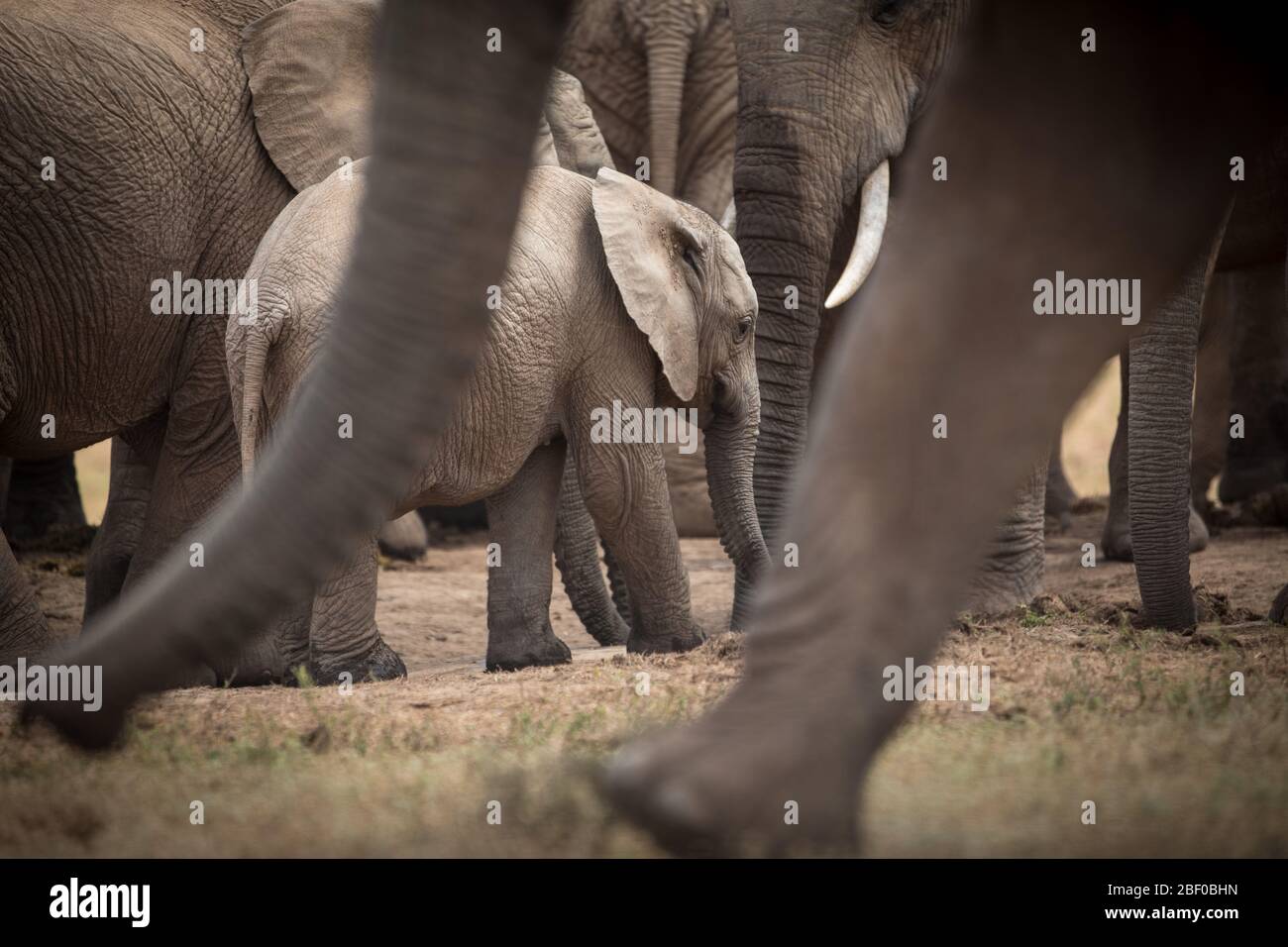 An African elephant family, Loxodonta africana, enjoys a  waterhole to drink and cool off in Addo Elephant National Park, Port Elizabeth, South Africa Stock Photo