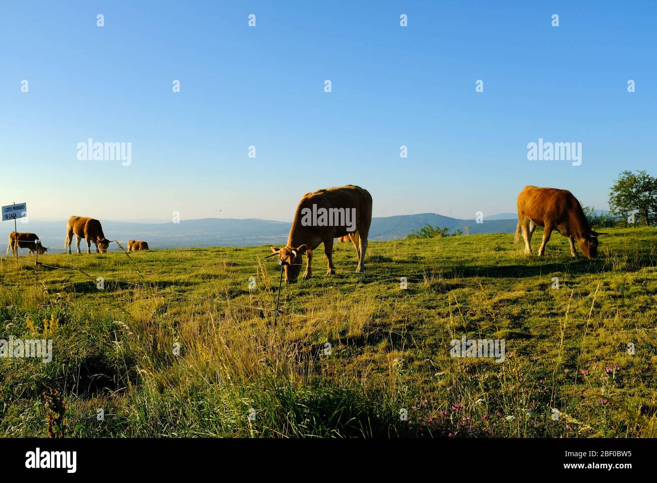 cows eating grass up on a mountain, camino de santiago, Spain. Stock Photo