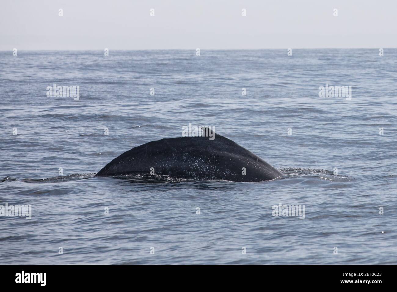 Humpback whale, Megaptera novaeangliae, are individually recognizable by the black and white patterns on the underside of their flukes, South Africa Stock Photo