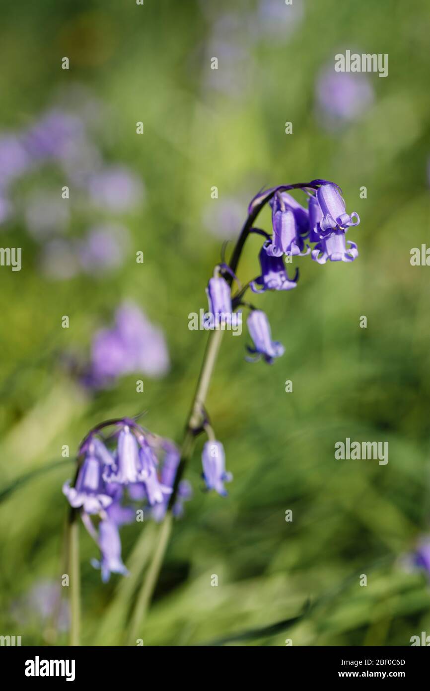Bluebells (Hyacinthoides non-scripta, the native English bluebell), flowering in long grass in spring, Surrey, south-east England, UK - close-up view Stock Photo