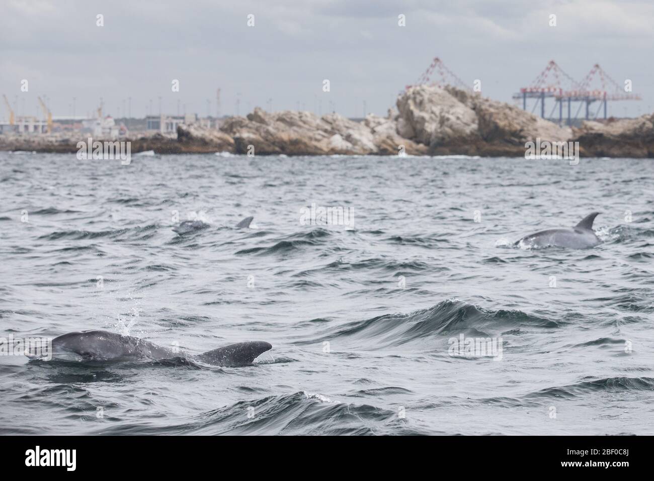 An Indo-Pacific bottlenose dolphin pod, Tursiops aduncus, swims through the Indian Ocean, Algoa Bay, Nelson Mandela Bay, Port Elizabeth, South Africa Stock Photo