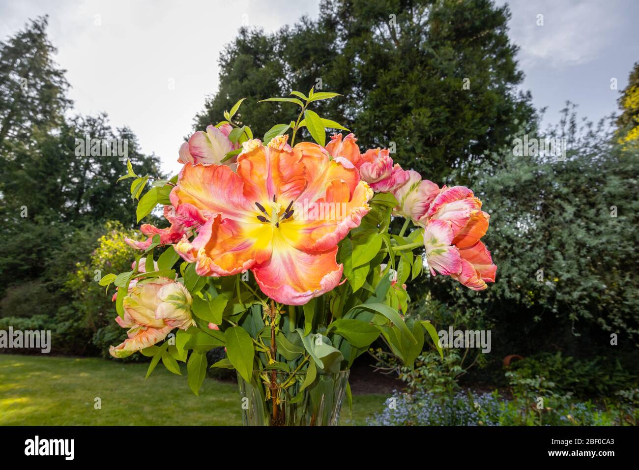 Arrangement of large multi-coloured Apricot Parrot tulips with irregular shaped frilly petals flowering in late spring, in a garden in Surrey, UK Stock Photo