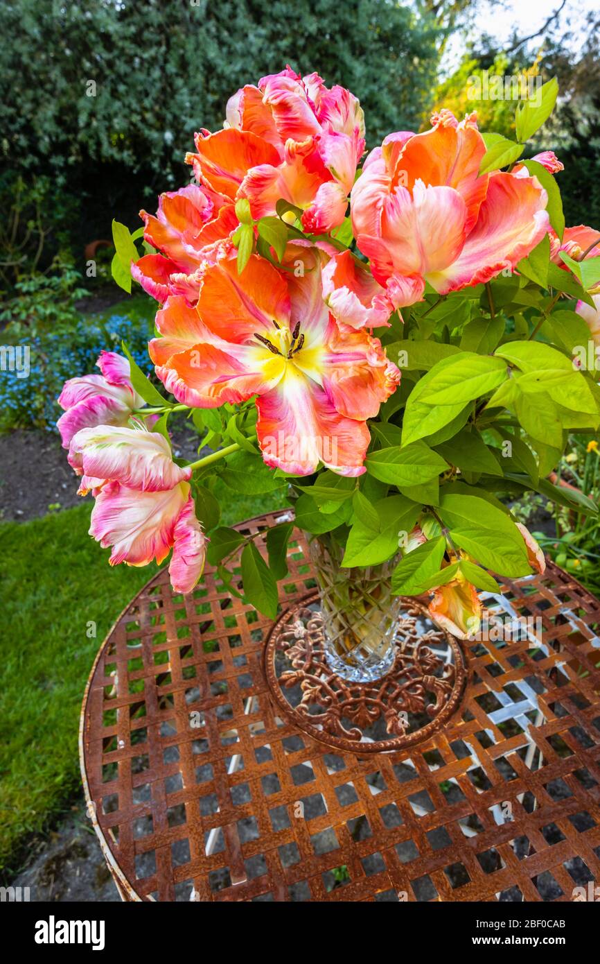 Arrangement of large multi-coloured Apricot Parrot tulips with irregular shaped frilly petals flowering in late spring, in a garden in Surrey, UK Stock Photo