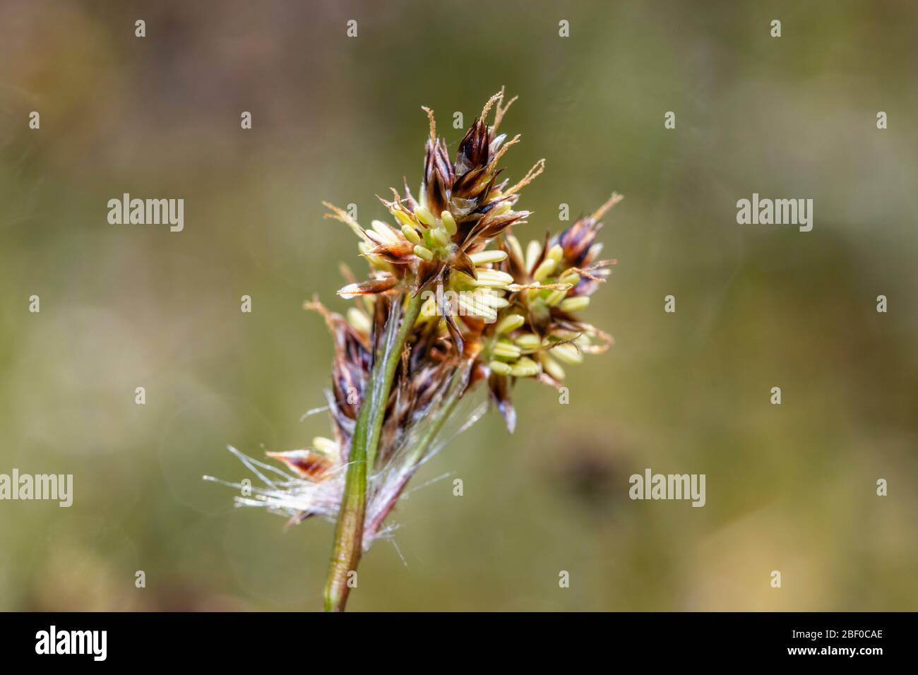 Close up view of small flowering sedge (Carex) plants growing as a lawn weed in spring in a garden in Surrey, south-east England Stock Photo