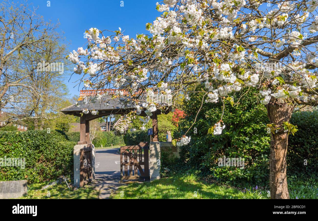 Lych gate at the entrance to the churchyard of St John's Church, St John's, Diocese of Guildford, Woking, Surrey, with cherry blossom tree in spring Stock Photo