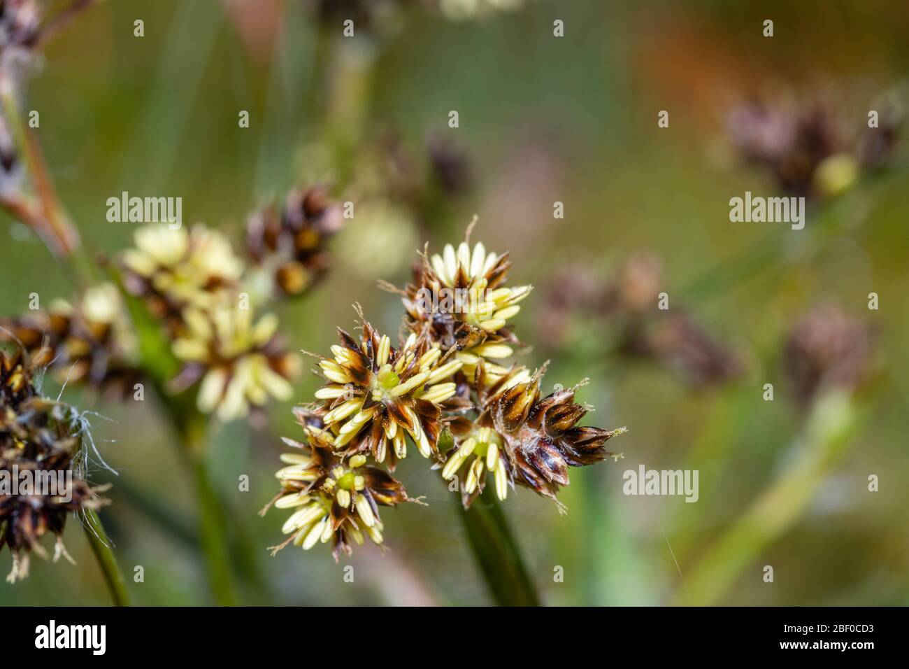 Close up view of small flowering sedge (Carex) plants growing as a lawn weed in spring in a garden in Surrey, south-east England Stock Photo