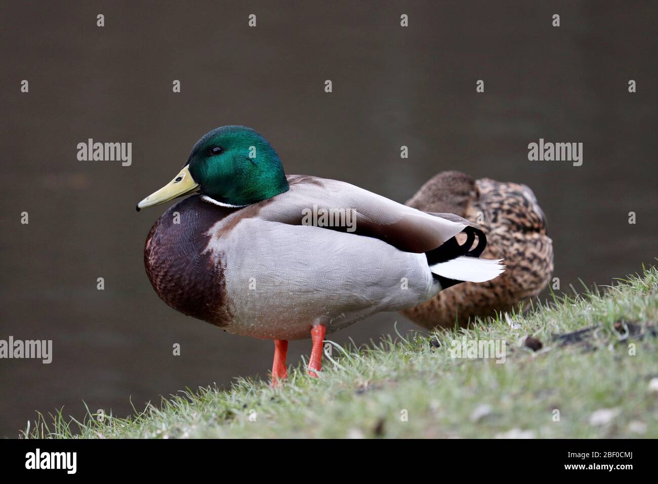 Couple of mallard rest on the spring grass near the water. Male and female wild ducks on a lake Stock Photo