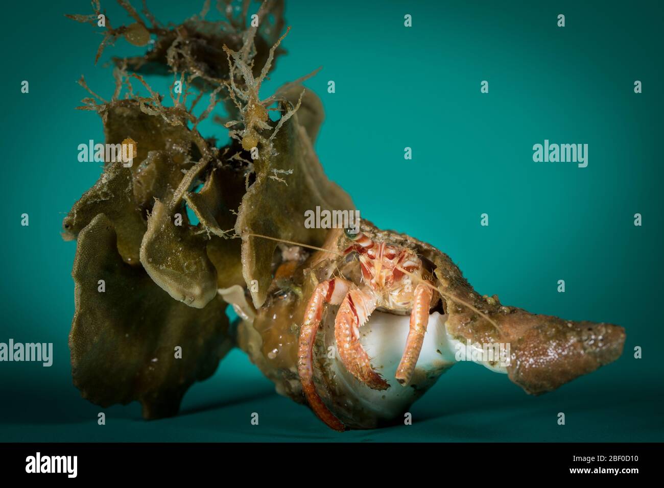 Most hermit crabs inhabit a scavenged mollusc shell, like these