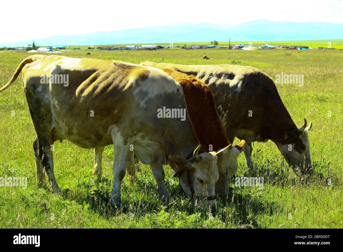 3 bulls grazing next to each other. Lush pasture field and Angle in the air on a sunny day. Stock Photo