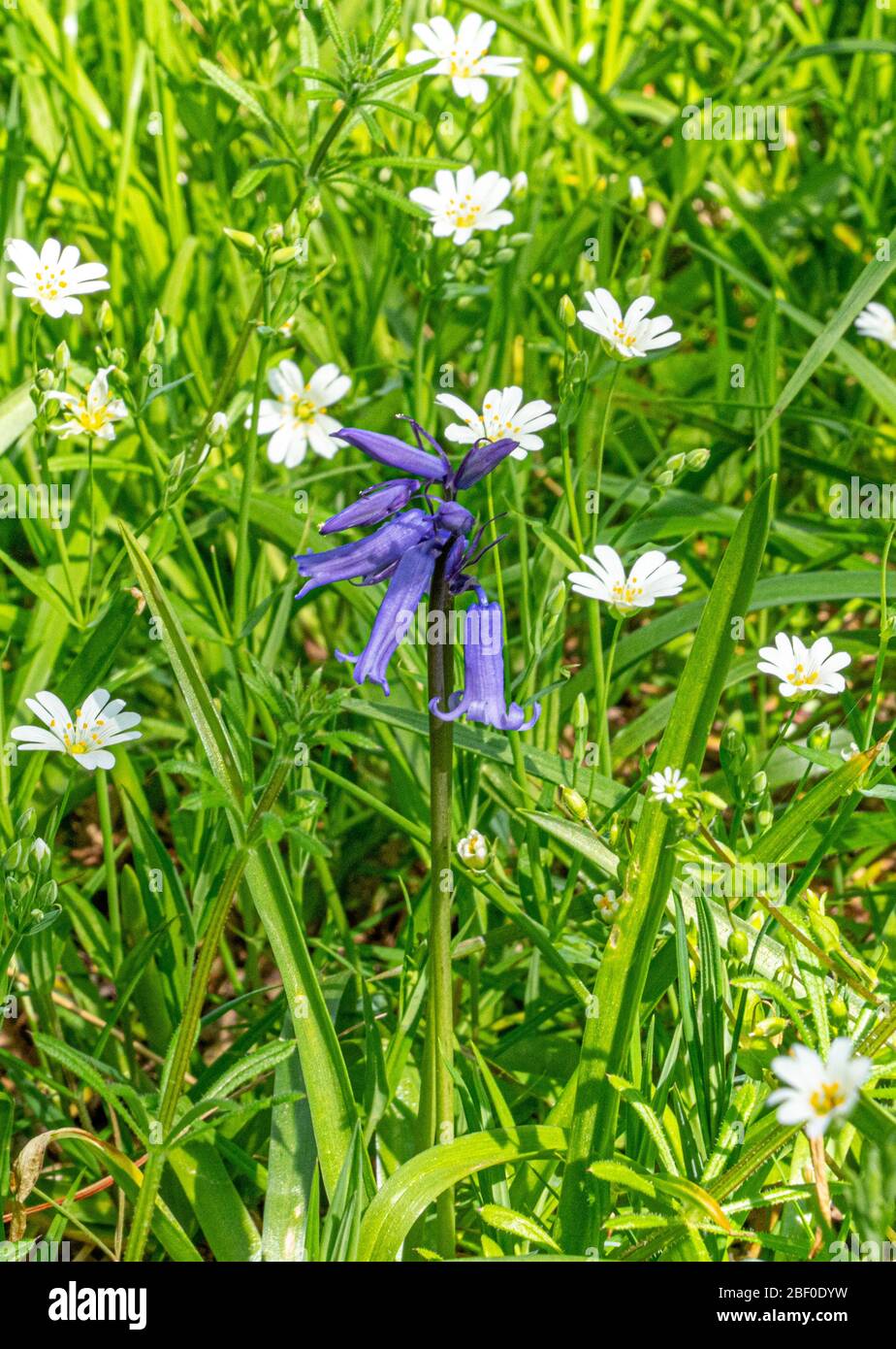 Single Bluebell Images of First week of Bluebells in Bluebell wood springtime in Hertfordshire April 2020. Showing blue flower on green and forest flo Stock Photo