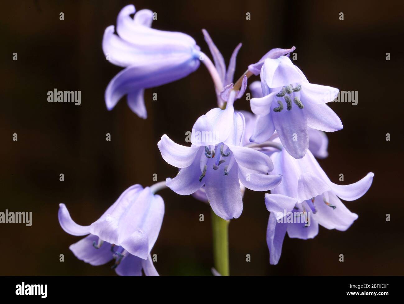 Common bluebell flower ( Hyacinthoides non-scripta ) in a UK garden Stock Photo