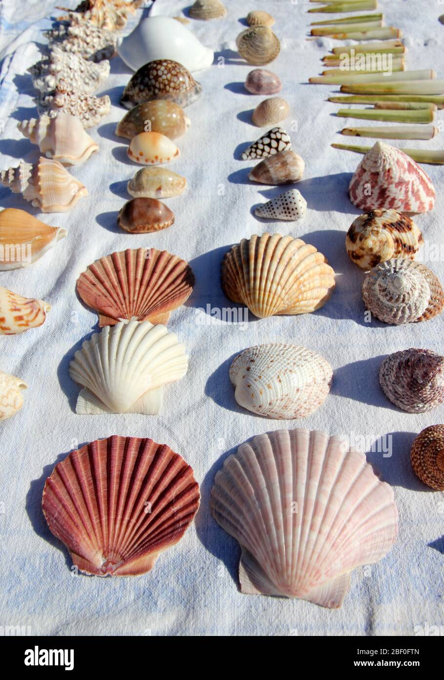 Shell collection display hi-res stock photography and images - Alamy