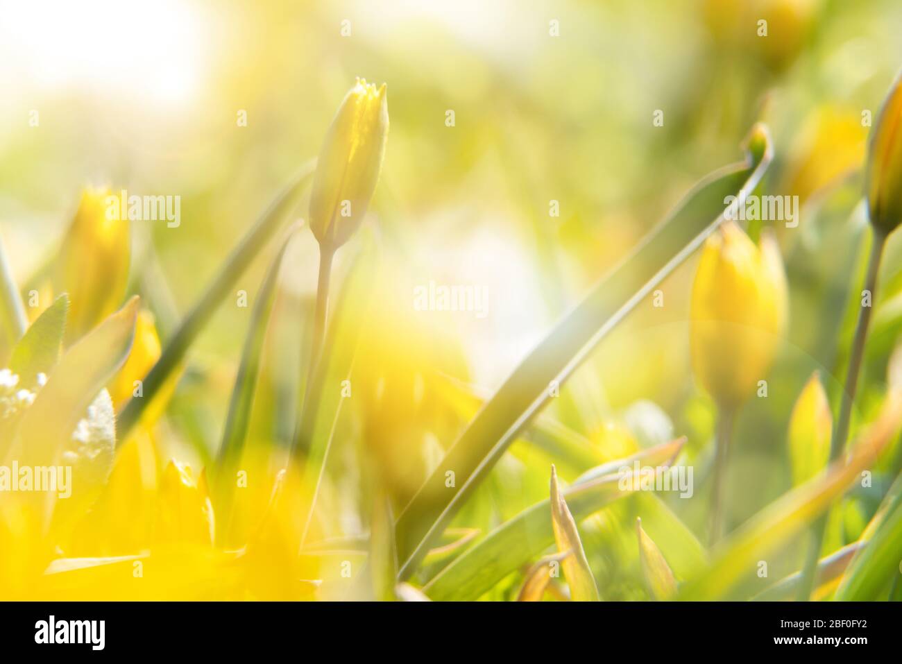 Yellow background of yellow tulips at sunset. Field of wild yellow ...