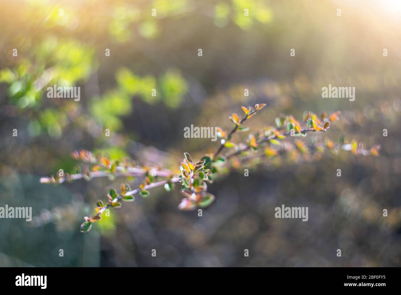 Tree branches in sunlight. Spring background. Stock Photo