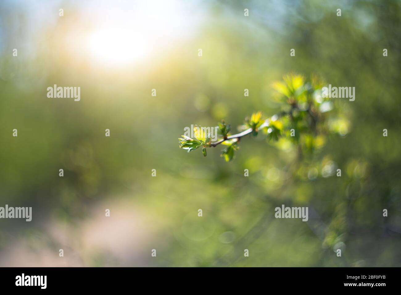 Tree branches in sunlight. Spring background. Stock Photo