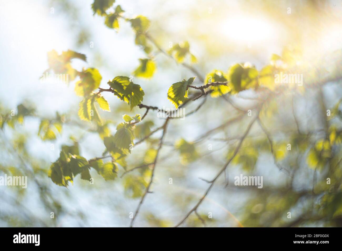 Hazelnut branches in the sun, close-up. Spring background. Stock Photo