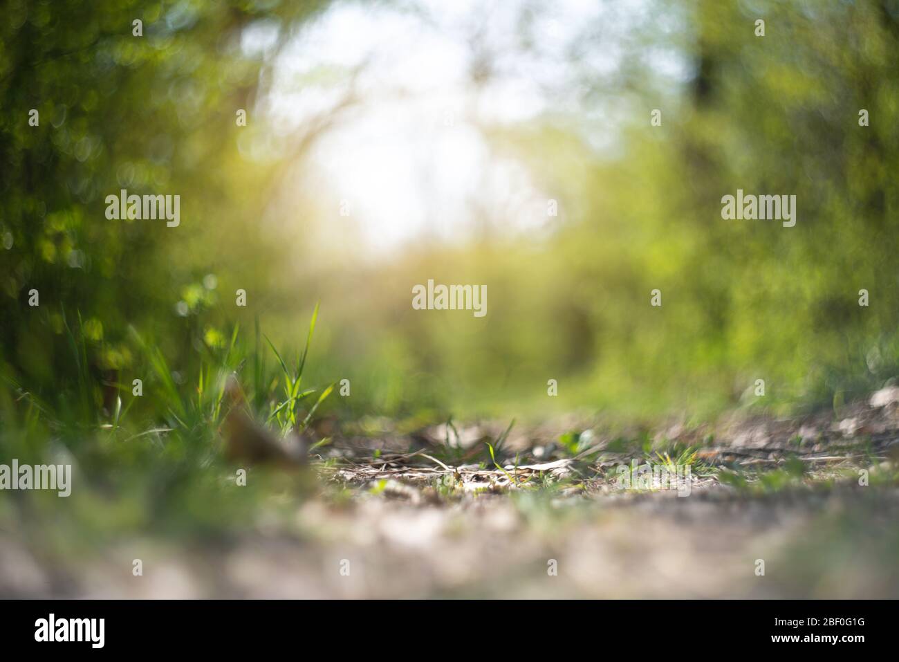 Forest path in the sunlight. Spring forest. Stock Photo