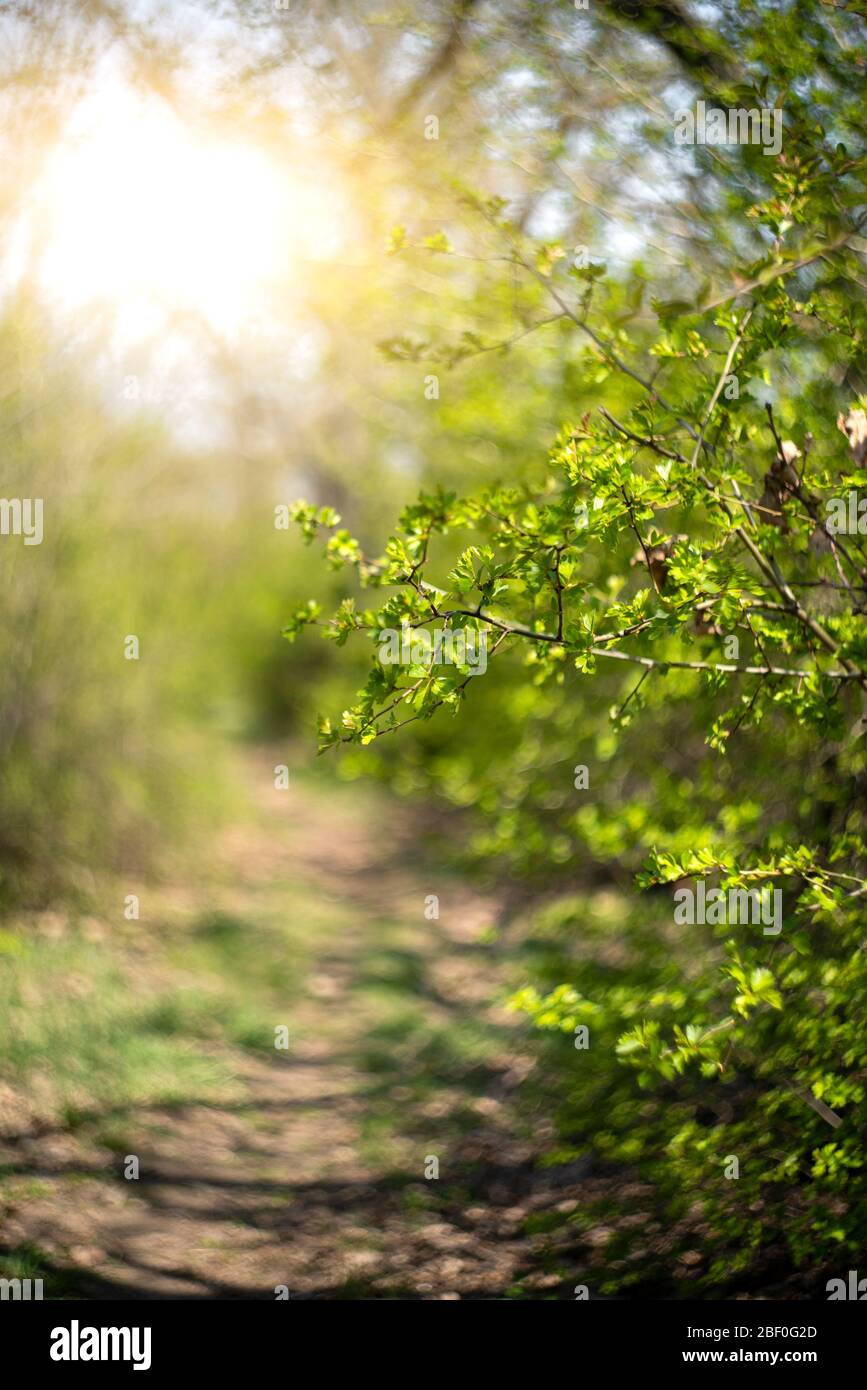 Forest path in the sunlight. Spring forest. Stock Photo