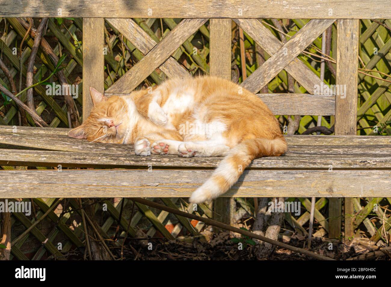 Large Ginger Male Tomcat Cat Tabby Orange and white striped asleep in ...