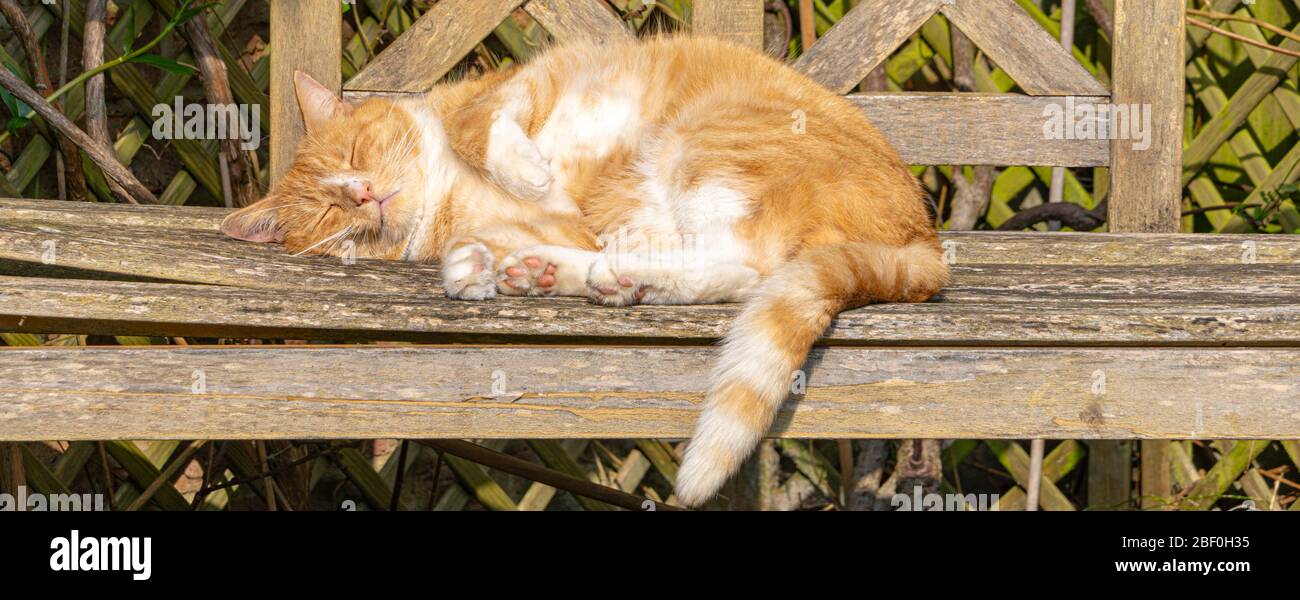 Large Ginger Male Tomcat Cat Tabby Orange and white striped asleep in ...