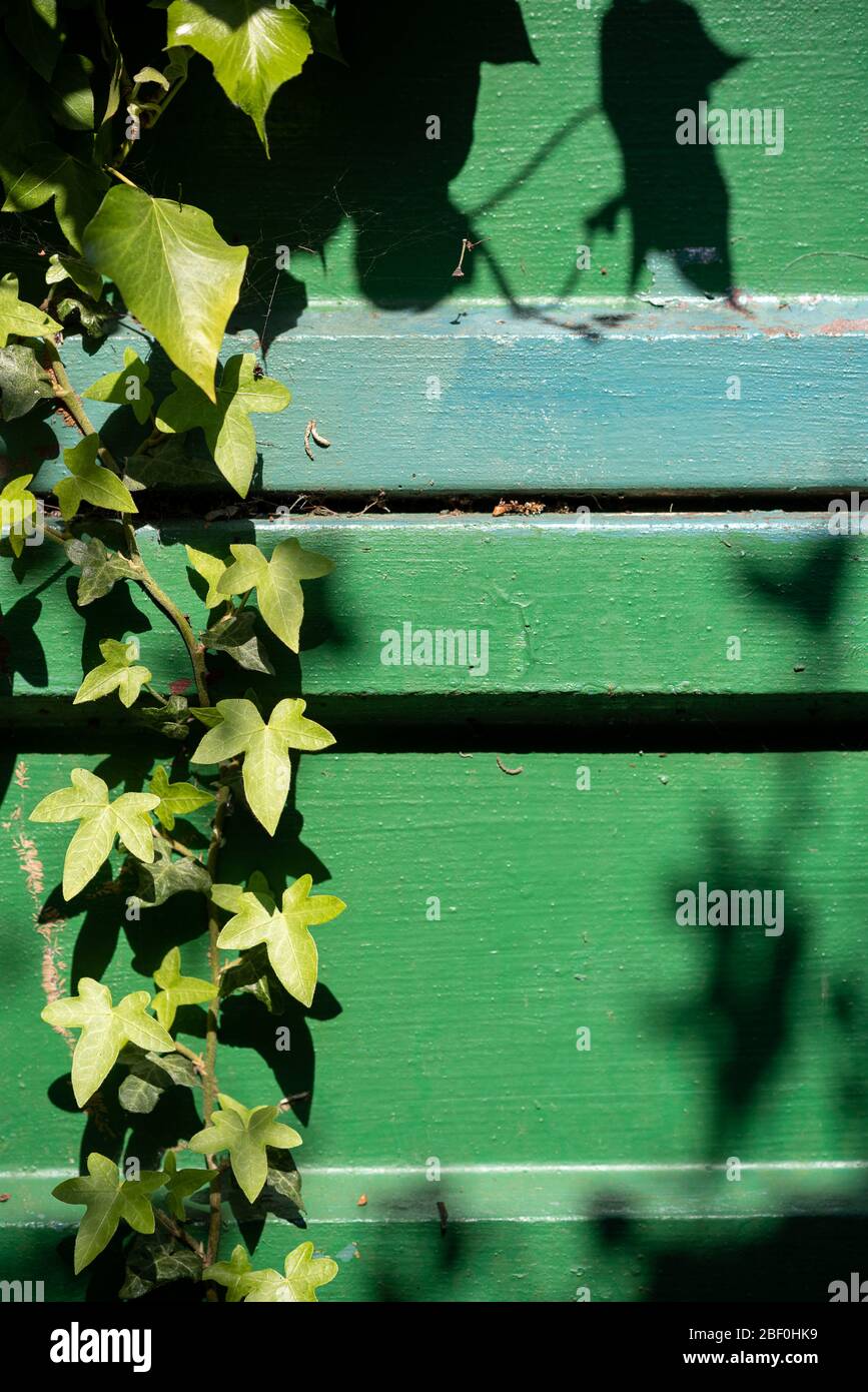 Green and blue painted wall detail framed with climbing Ivy and bathed in morning light and shadow - background Stock Photo