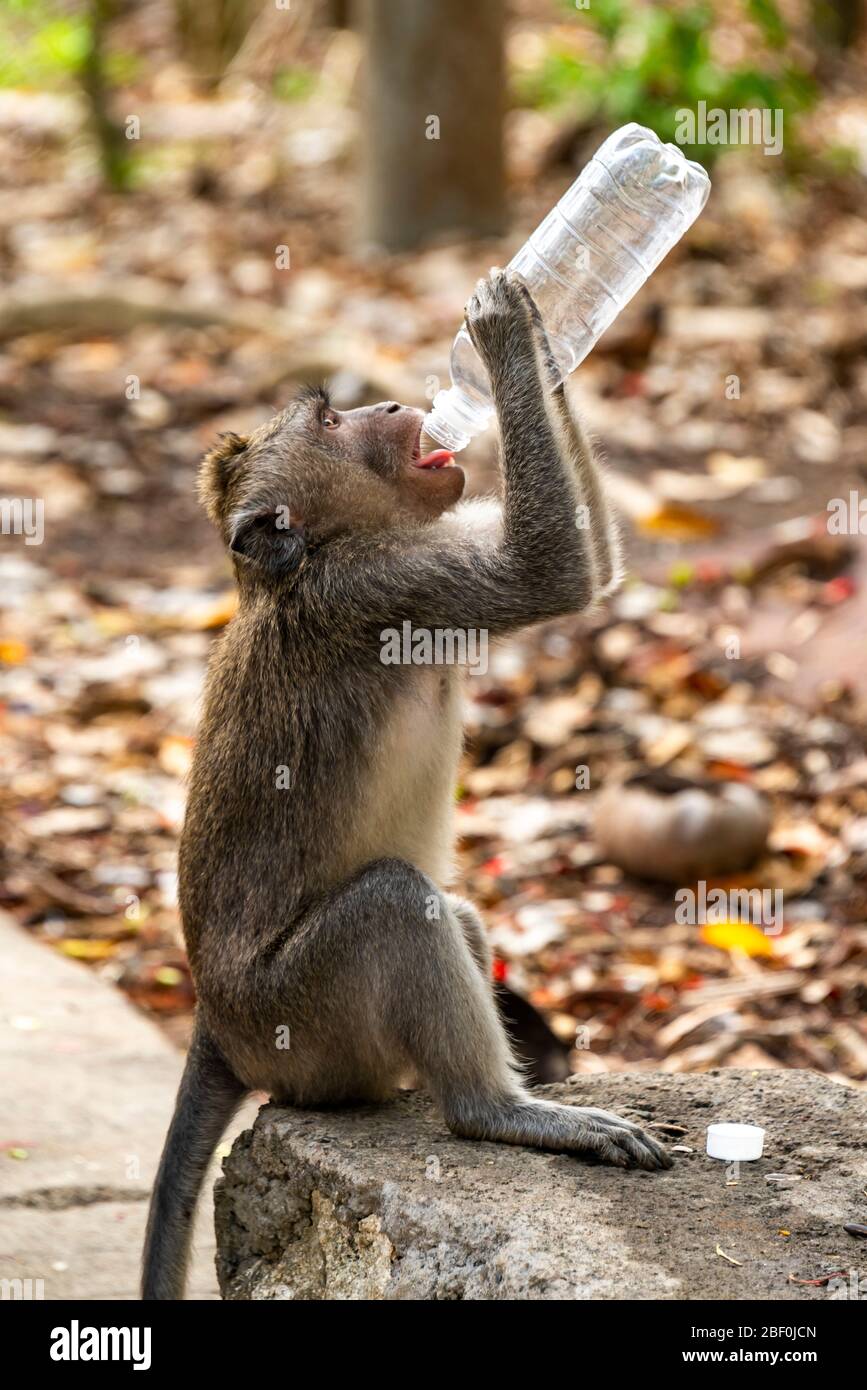 Vertical view of a grey long-tailed macaque drinking from a discarded plastic water bottle in Bali, Indonesia. Stock Photo