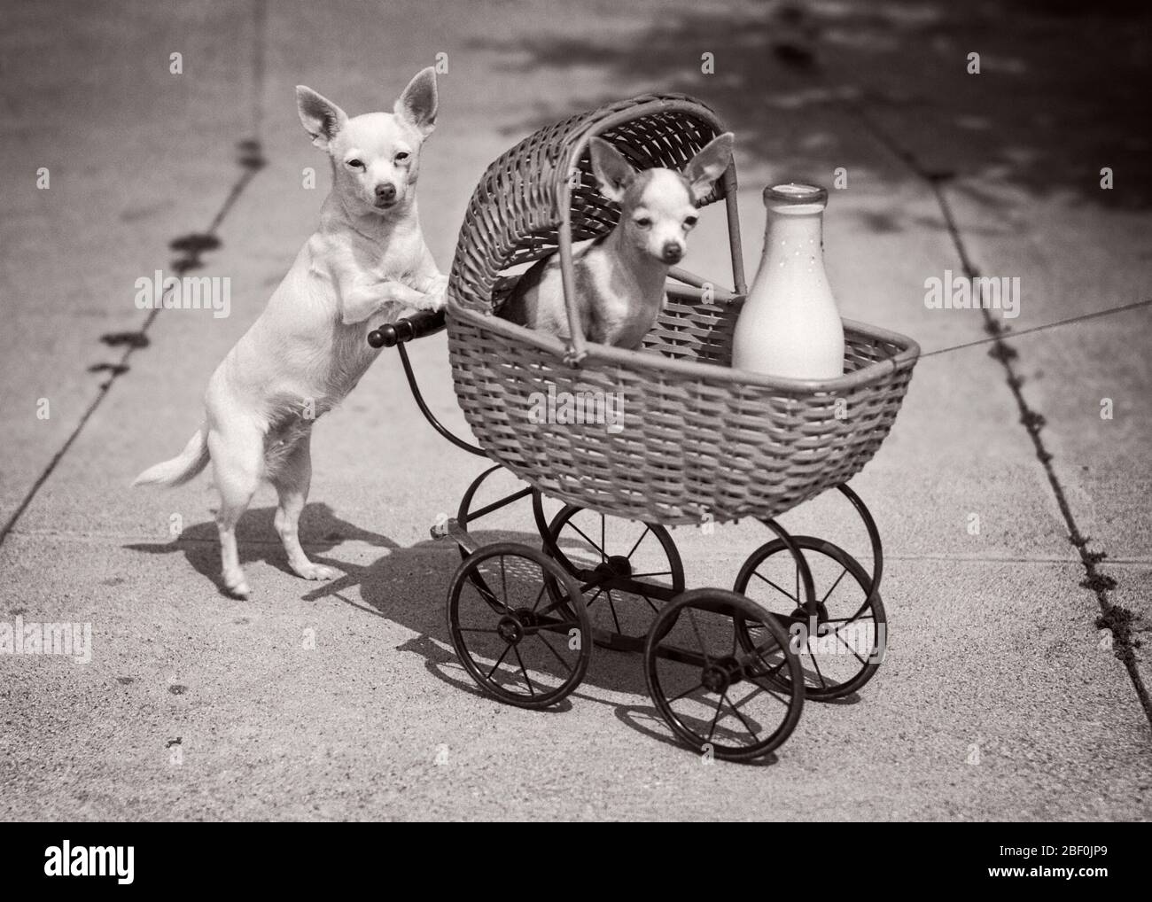 1930s DOG LOOKING AT CAMERA PUSHING ANOTHER DOG IN WICKER BABY BUGGY WITH BOTTLE OF MILK HUMOROUS - asp jo4090 ASP001 HARS GROTESQUE CANINES ZANY COMICAL UNCONVENTIONAL POOCH CONNECTION CONCEPTUAL COMEDY WACKY IDIOSYNCRATIC AMUSING ANOTHER CANINE ECCENTRIC JUVENILES MAMMAL BABY CARRIAGE BLACK AND WHITE ERRATIC OLD FASHIONED OUTRAGEOUS Stock Photo