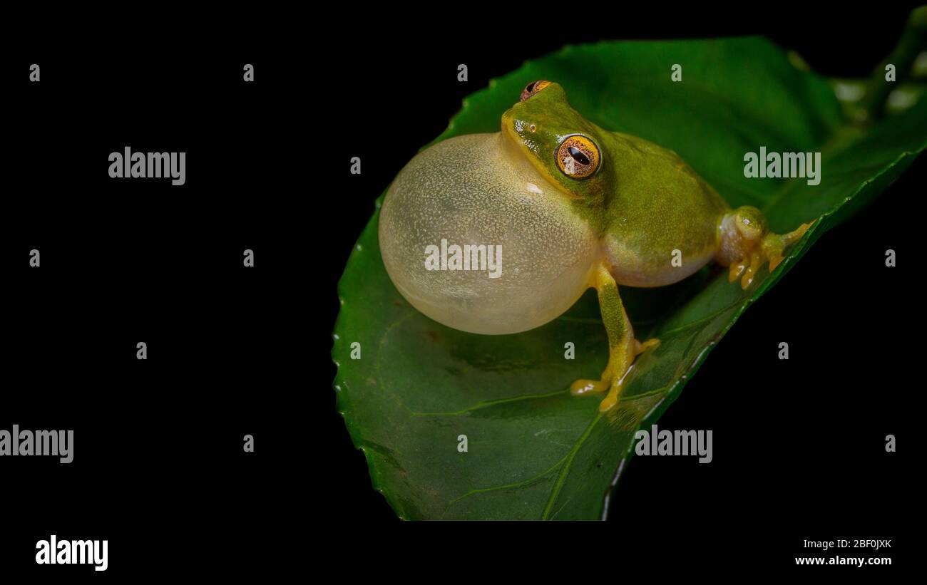 Jayarami frog mating call Stock Photo