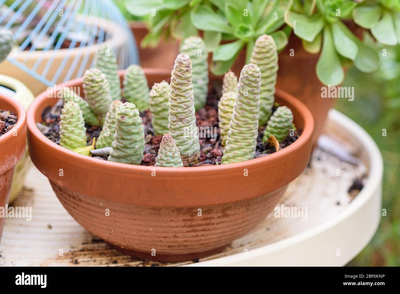Group of tephrocactus succulent plants at homemade stand in a sunny garden. Stock Photo