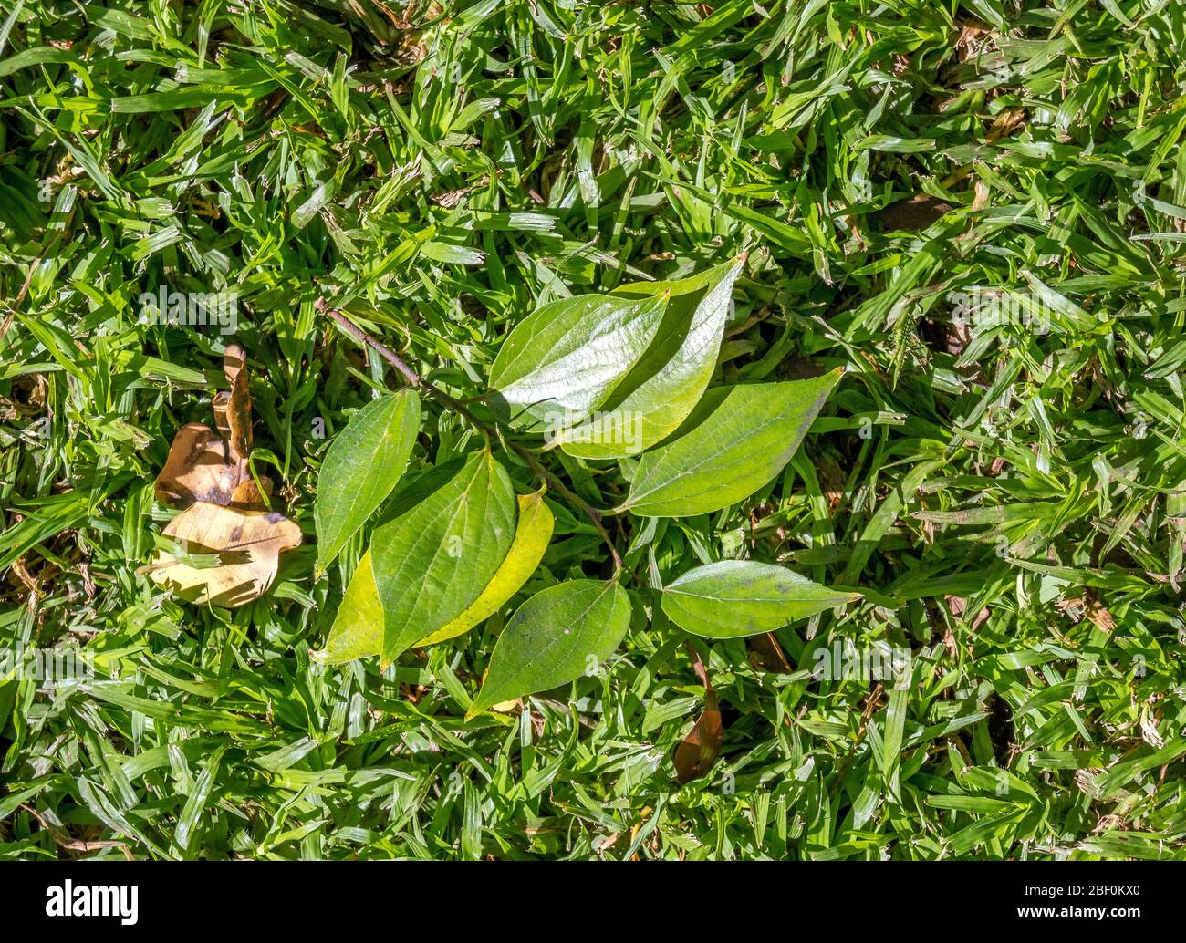 Green leaves isolated on a patch of green grass Stock Photo