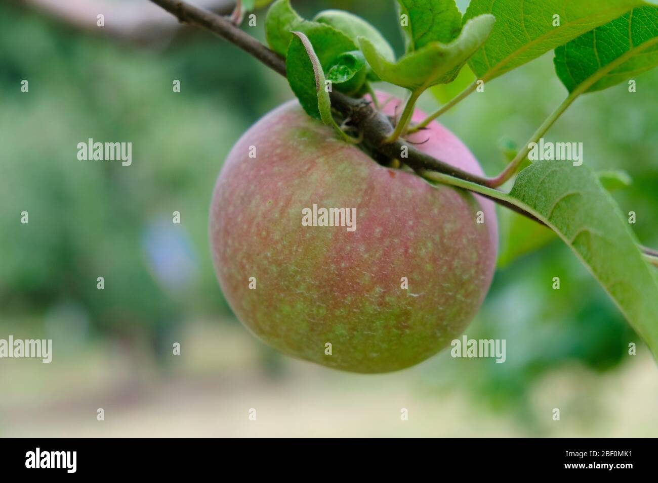 Red gala apple leaf hires stock photography and images Alamy