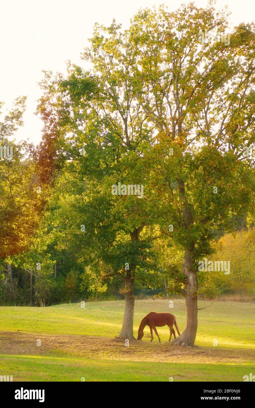A horse grazes in a paddock between two trees in autumn sunlight. Stock Photo