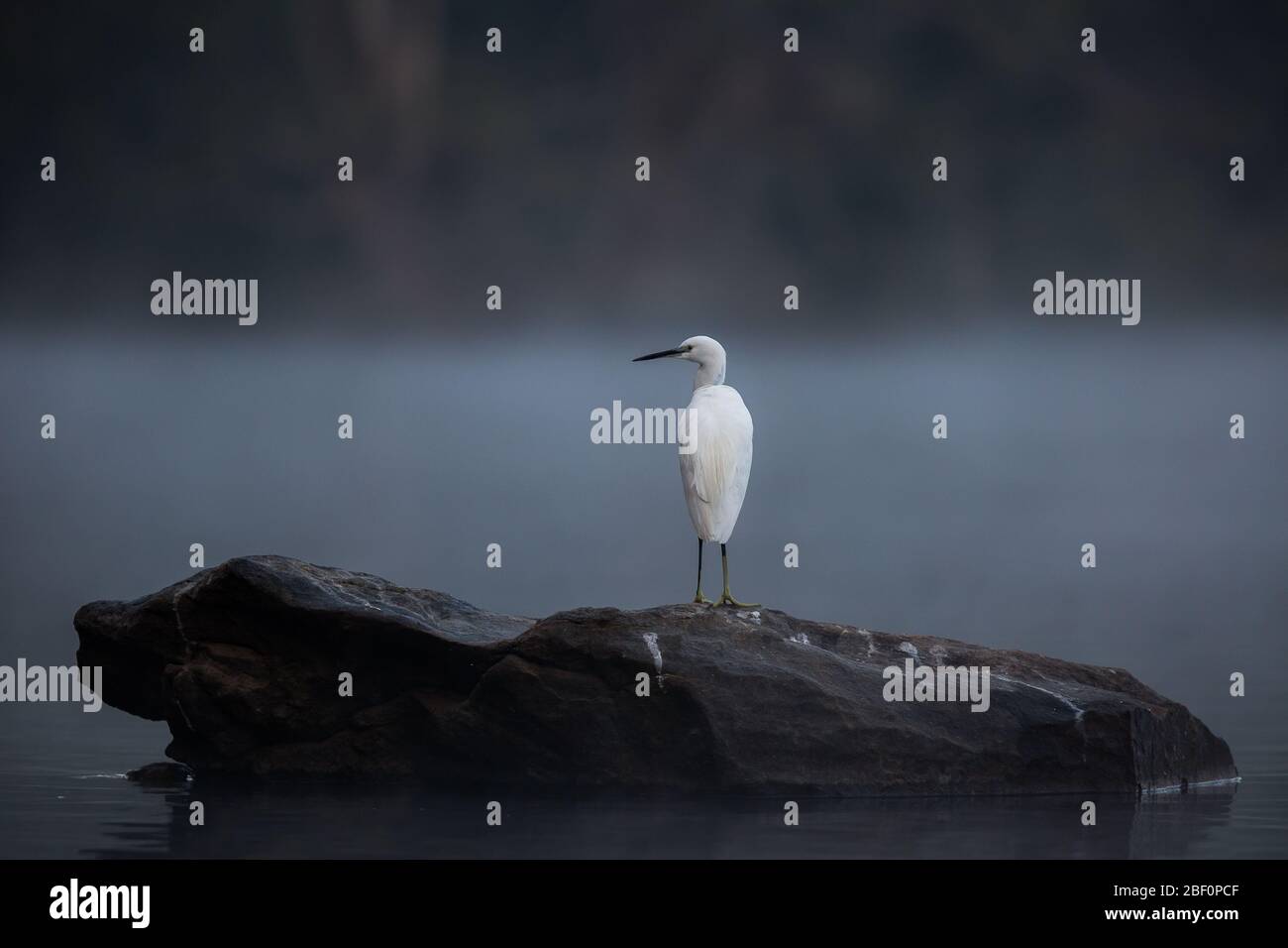 Egret on a misty morning Stock Photo