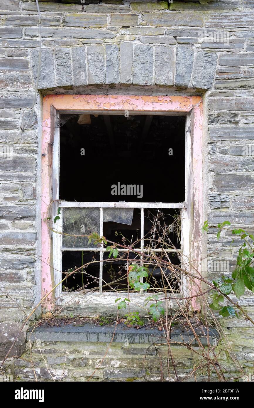 overgrown and broken sash window in an abandoned cottage in rural Mid Wales Stock Photo