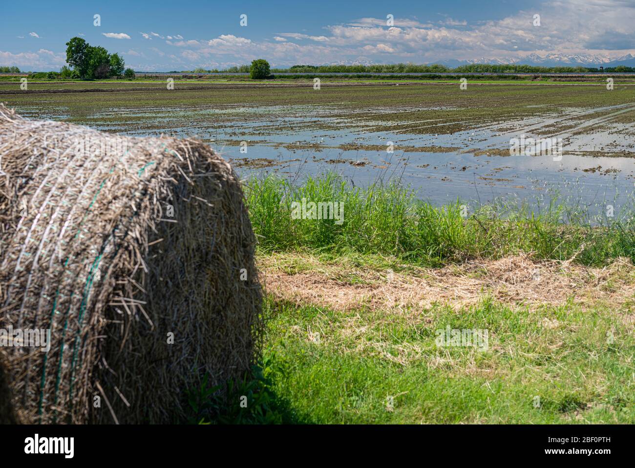Close view of hay bale next to rice paddies in Ireland Stock Photo