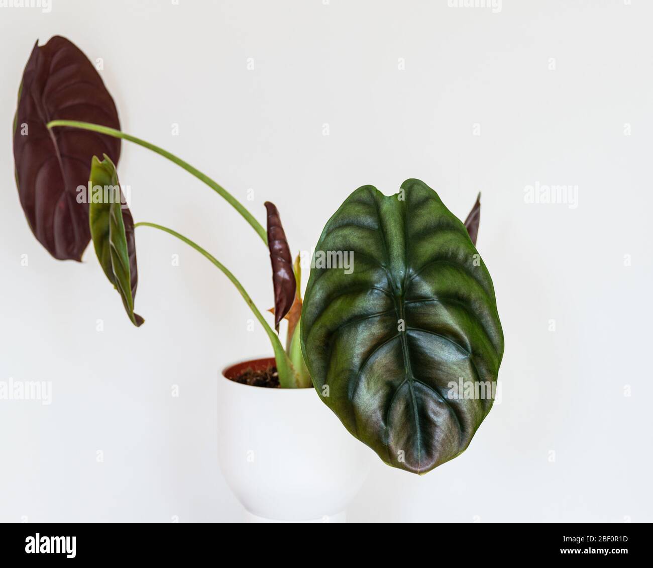 Close-up on the striking leaves of Alocasia Cuprea “Red Secret” exotic houseplant on a white background in white plant pot. Stock Photo