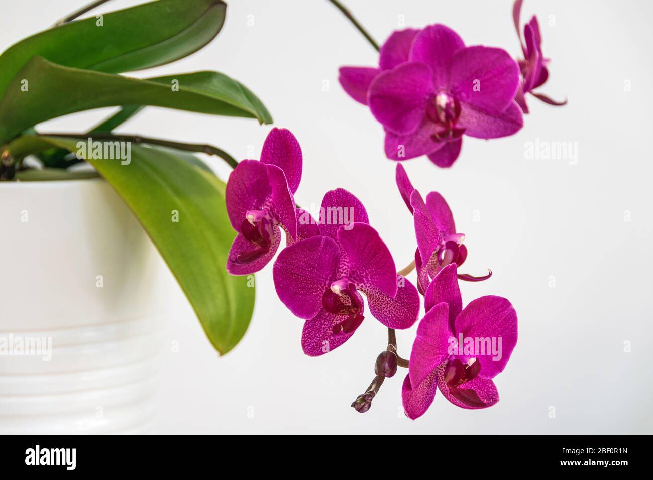 Blooming moth orchid (phalaenopsis) potted houseplant on a white background. Stock Photo