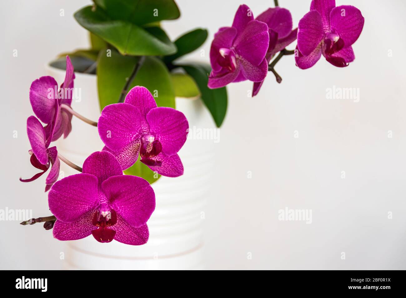 Soft focus on the striking magenta flowers of a moth orchid (phalaenopsis) houseplant on a white background. Beautiful blooming houseplant detail. Stock Photo