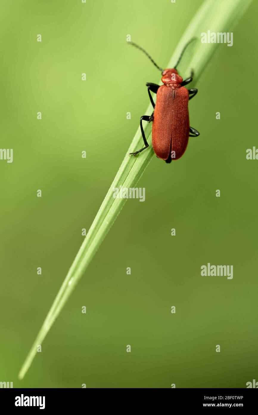 Red-headed cardinal beetle (Pyrochroa serraticornis) crawling in the grass and isolated on natural green background Stock Photo