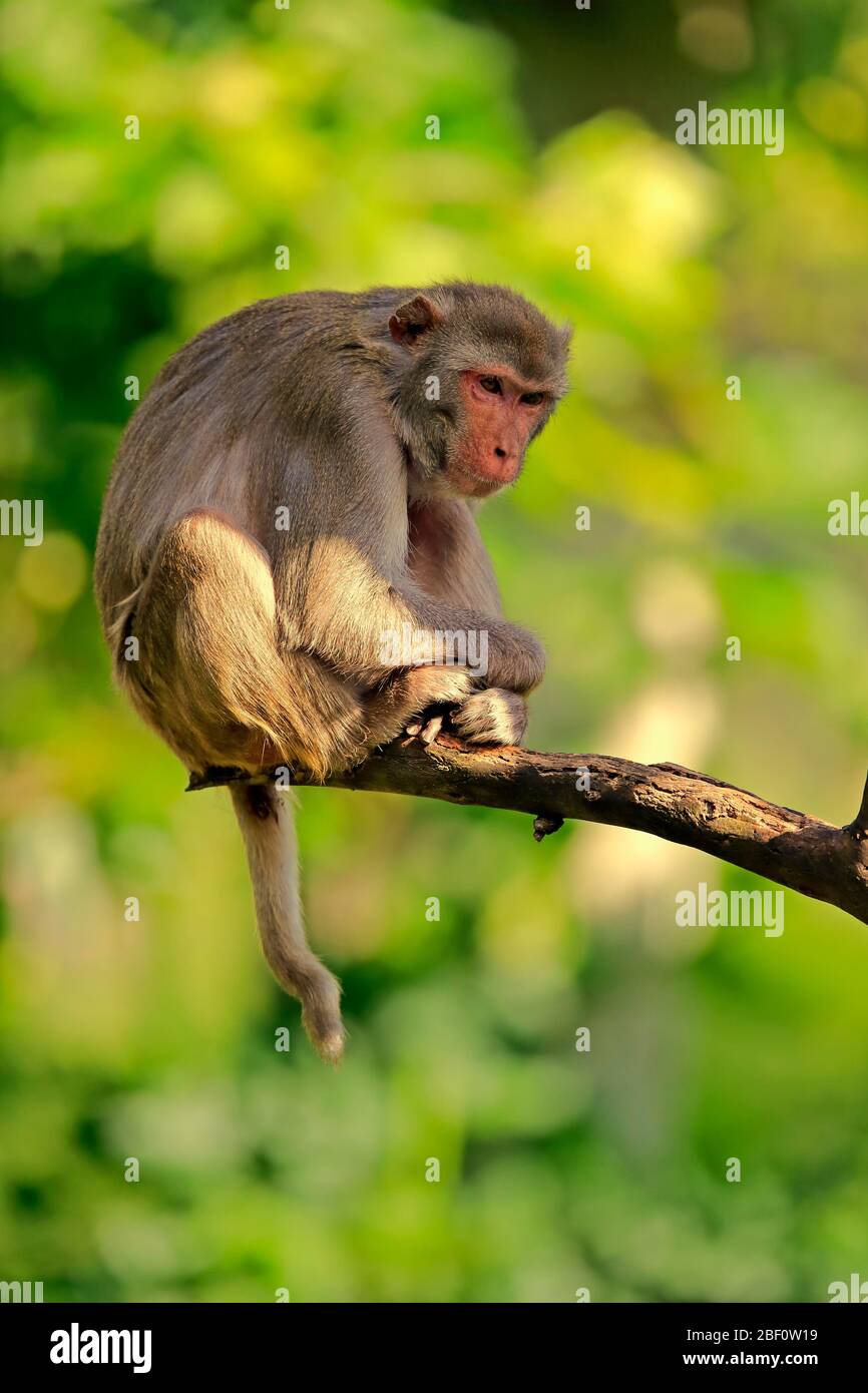 Rhesus macaque (Macaca mulatta), adult, sitting on branch, captive, Germany Stock Photo